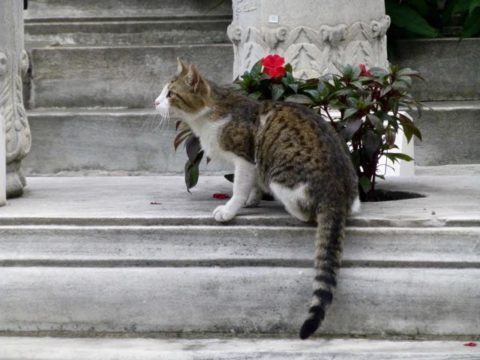 Istanbul cat